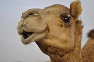 Camel_PB