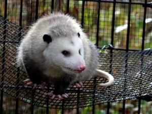 opossum_2