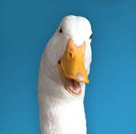 "I took voice modulation too."