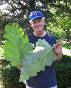 Burdock leaves-- the bigger the better.