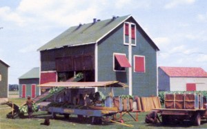 A typical kiln holds 1200 sticks. We filled 40 kilns during harvest.