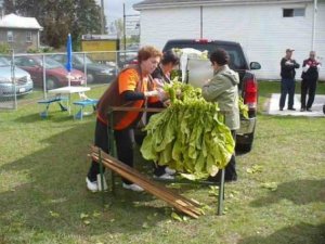 Tobacco Tying